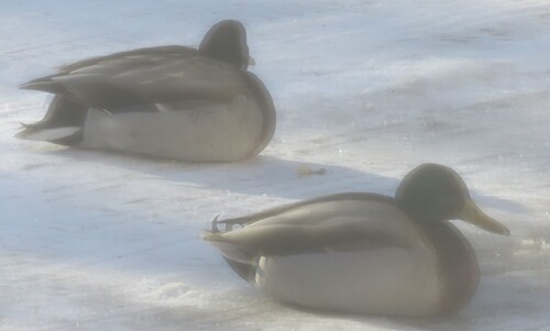 iNaturalist: (c) Roger Debenham, some rights reserved (CC BY-NC), uploaded by Roger Debenham iNaturalist image