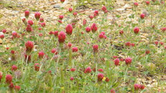 Trifolium incarnatum
