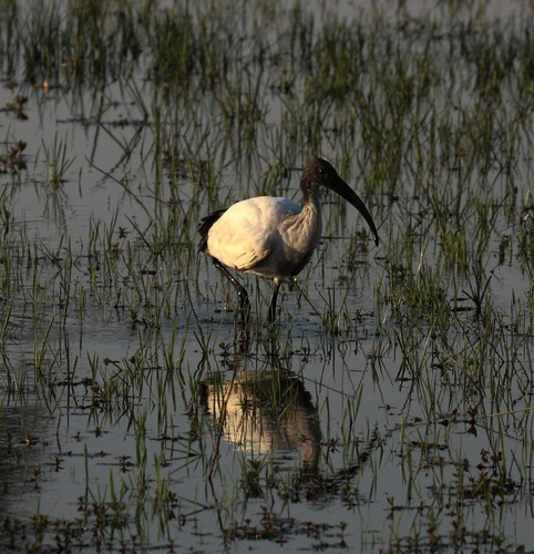 iNaturalist: (c) Peter Kappes, some rights reserved (CC BY-NC), uploaded by Peter Kappes iNaturalist image