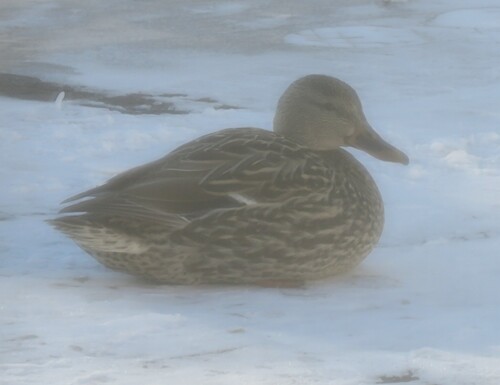 iNaturalist: (c) Roger Debenham, some rights reserved (CC BY-NC), uploaded by Roger Debenham iNaturalist image