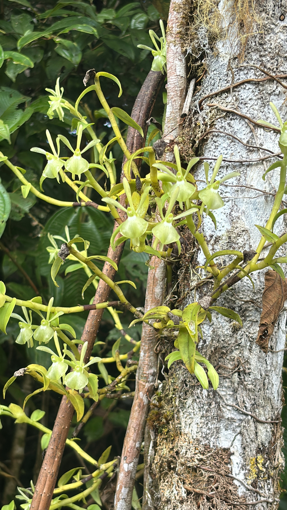 Epidendrum falcivesicicaule