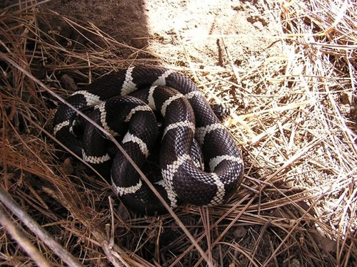 iNaturalist observation photo of California King Snake