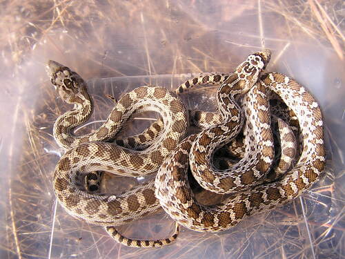 iNaturalist observation photo of Gopher Snake