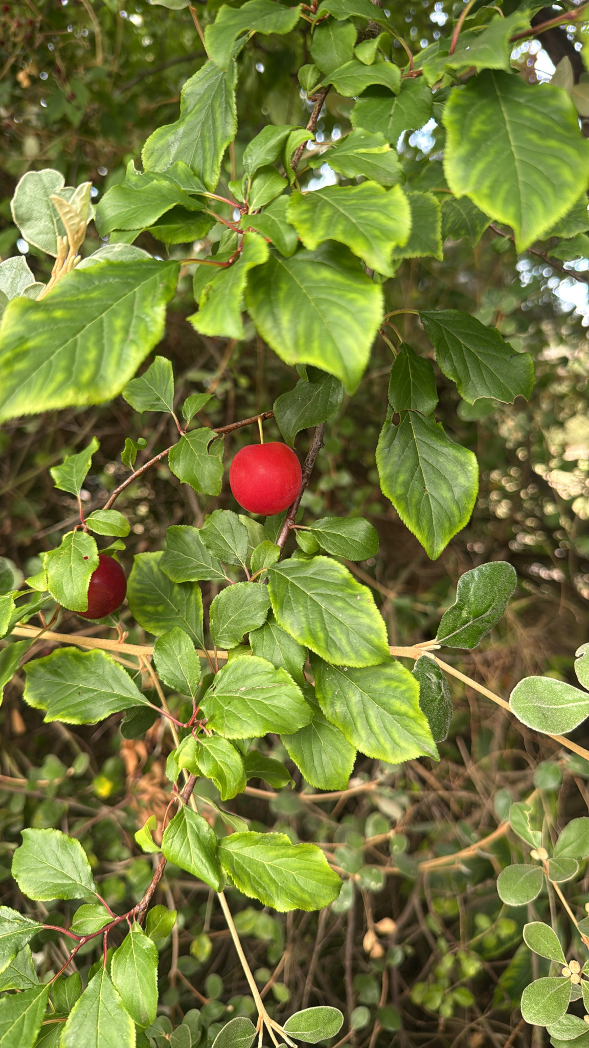 Imagem de Cerejeira-roxa