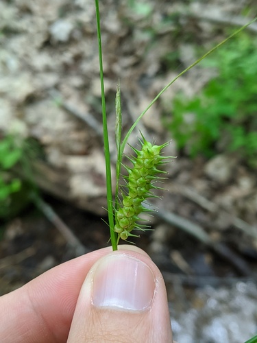 Bailey's Sedge (Carex baileyi)