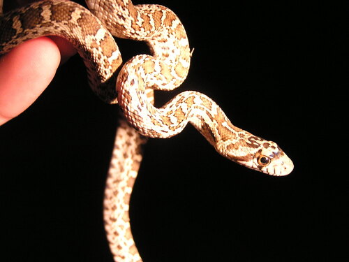 iNaturalist observation photo of Pacific Gopher Snake