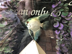 Pterophyllum scalare