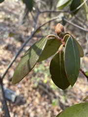 Rhododendron minus