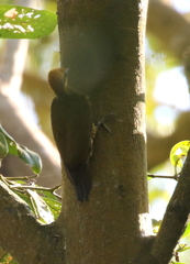 Piculus chrysochloros