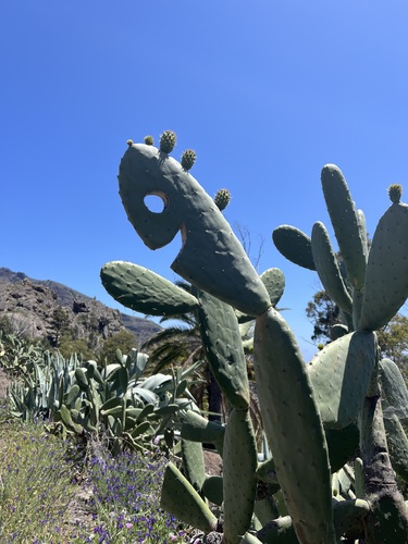 Indian fig opuntia (Opuntia ficus-indica)