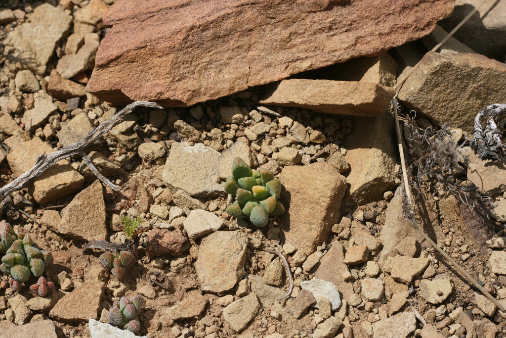 Stomatium deficiens