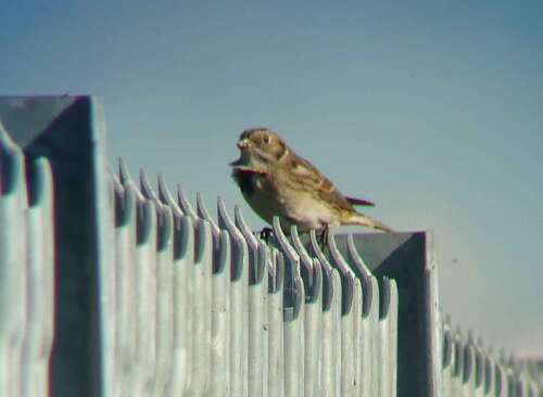 Escribano lapón (Calcarius lapponicus)