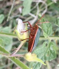 Edessa rufomarginata