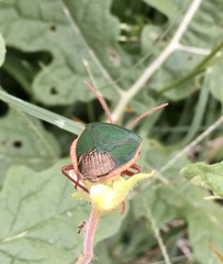 Edessa rufomarginata