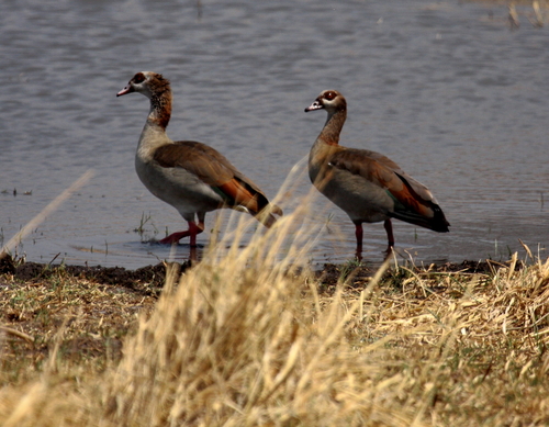 iNaturalist: (c) Peter Kappes, some rights reserved (CC BY-NC), uploaded by Peter Kappes iNaturalist image