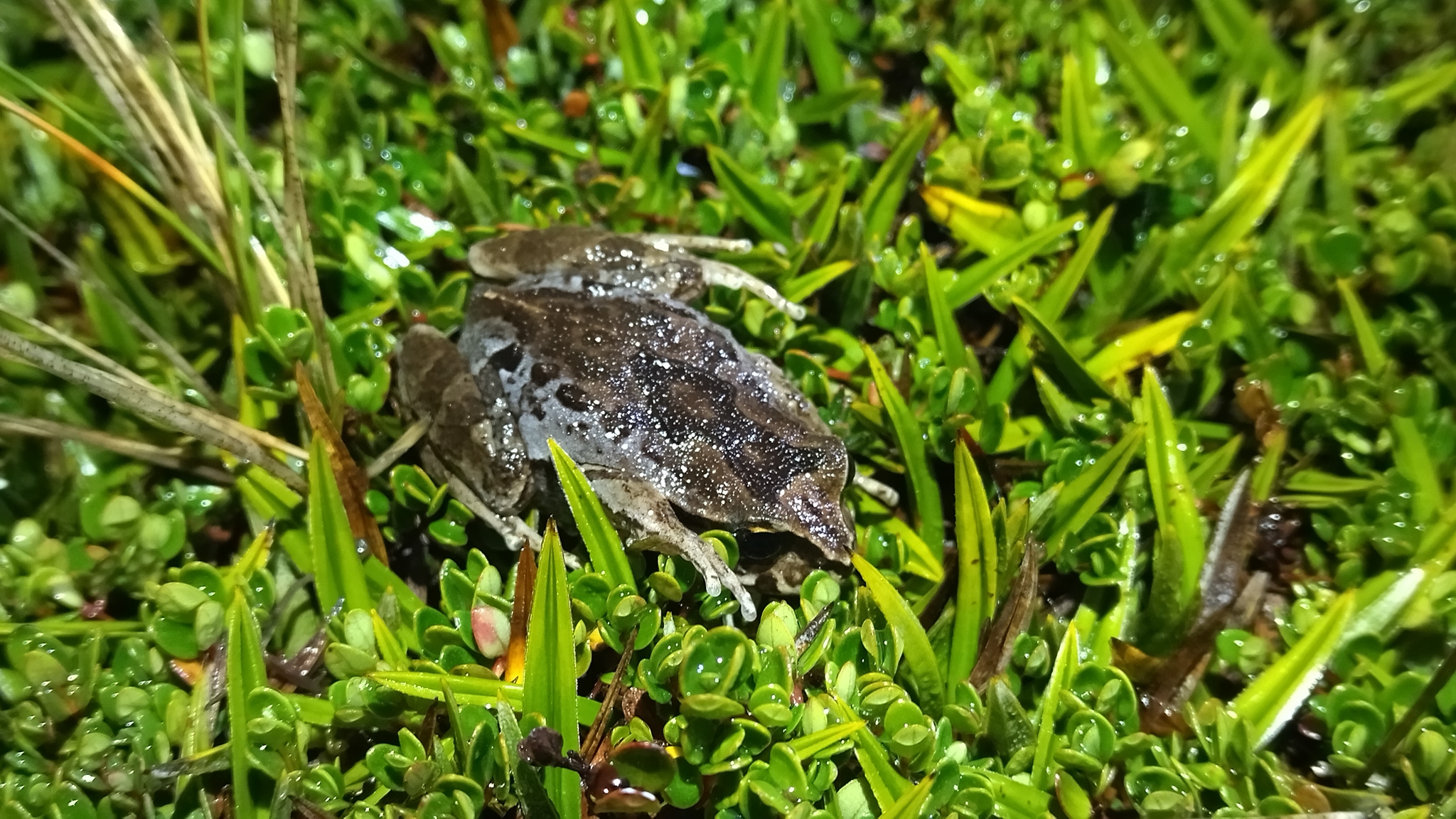 Eupsophus calcaratus (Günther, 1881)