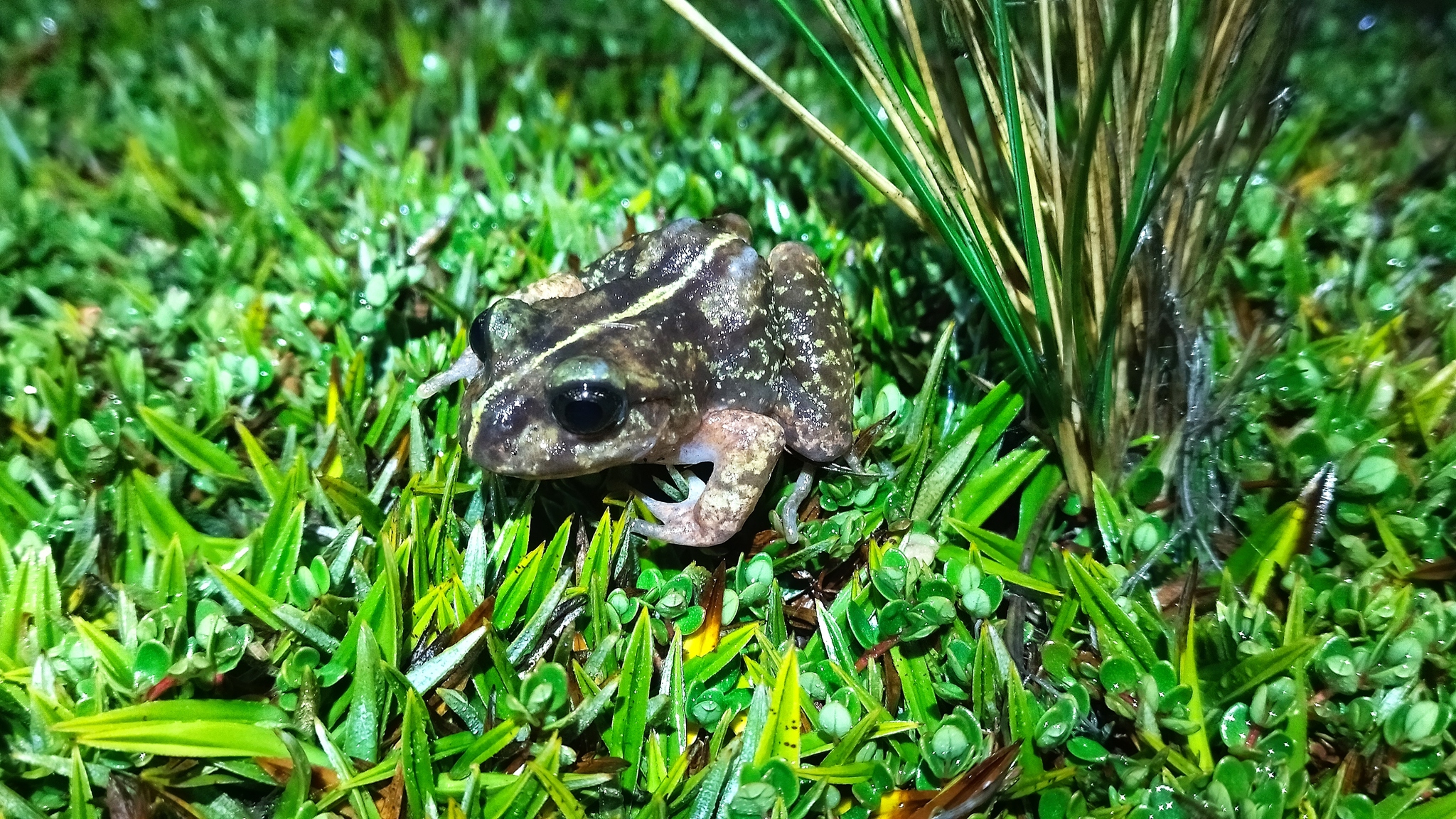 Eupsophus emiliopugini Formas, 1989