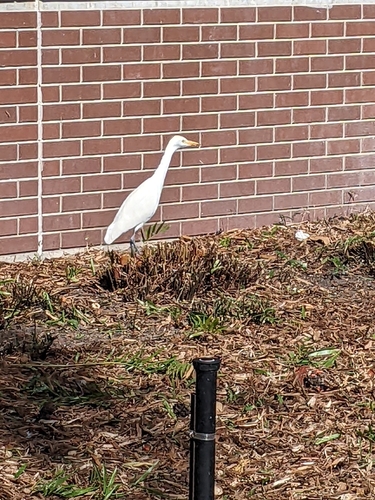 iNaturalist: (c) whitetaileddeer, some rights reserved (CC BY-NC), uploaded by whitetaileddeer iNaturalist image