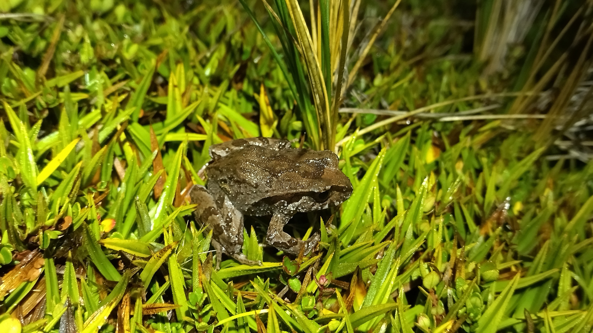 Eupsophus calcaratus (Günther, 1881)