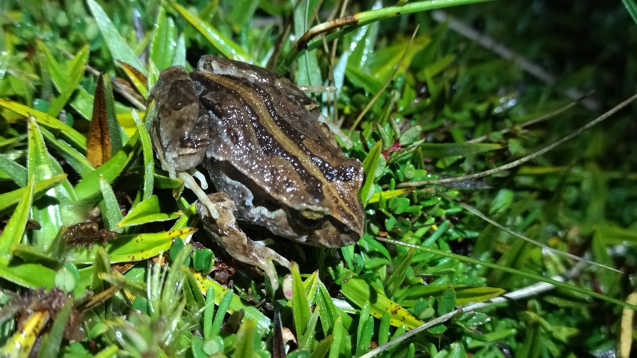 Eupsophus calcaratus (Günther, 1881)