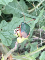 Edessa rufomarginata