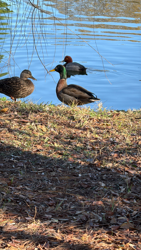 iNaturalist: (c) sebryant58, some rights reserved (CC BY-NC) iNaturalist image