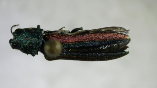 Beautiful Fleabane Root-borer