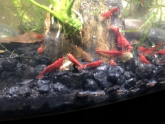Neocaridina davidi