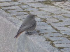 Phoenicurus ochruros