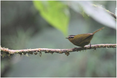 Kleinothraupis atropileus