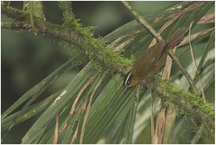 Kleinothraupis atropileus