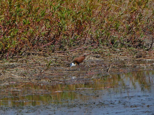 iNaturalist: (c) radinis, some rights reserved (CC BY-NC), uploaded by radinis iNaturalist image