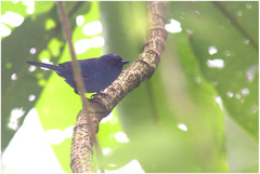 Diglossa caerulescens