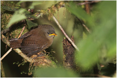 Cinnycerthia olivascens