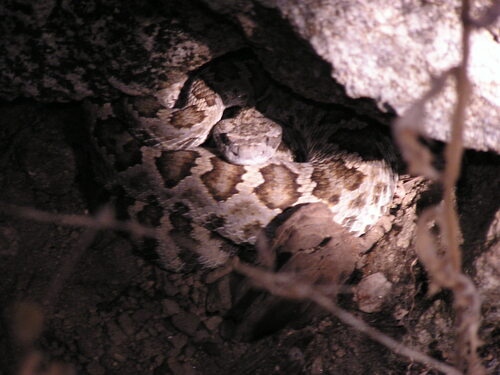 iNaturalist observation photo of Northern Pacific Rattlesnake