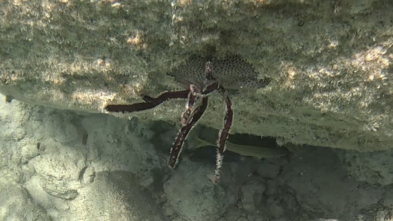 Pterogorgia anceps (Pallas, 1766)