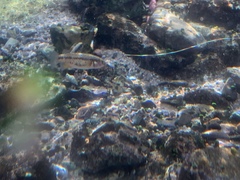 Crenichthys baileyi moapae
