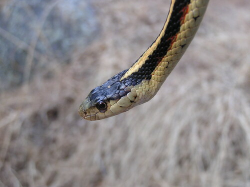 iNaturalist observation photo of Valley Garter Snake