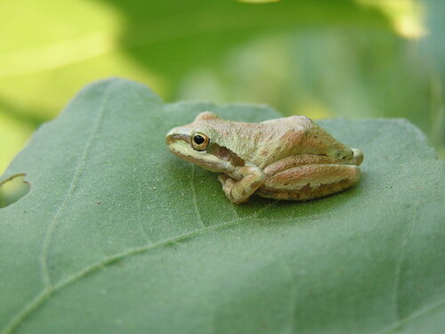 iNaturalist observation photo of Pacific chorus frog
