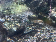 Crenichthys baileyi moapae
