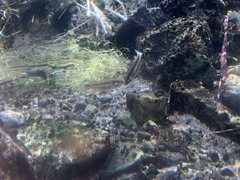Crenichthys baileyi moapae