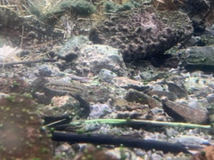 Crenichthys baileyi moapae