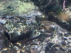 Crenichthys baileyi moapae