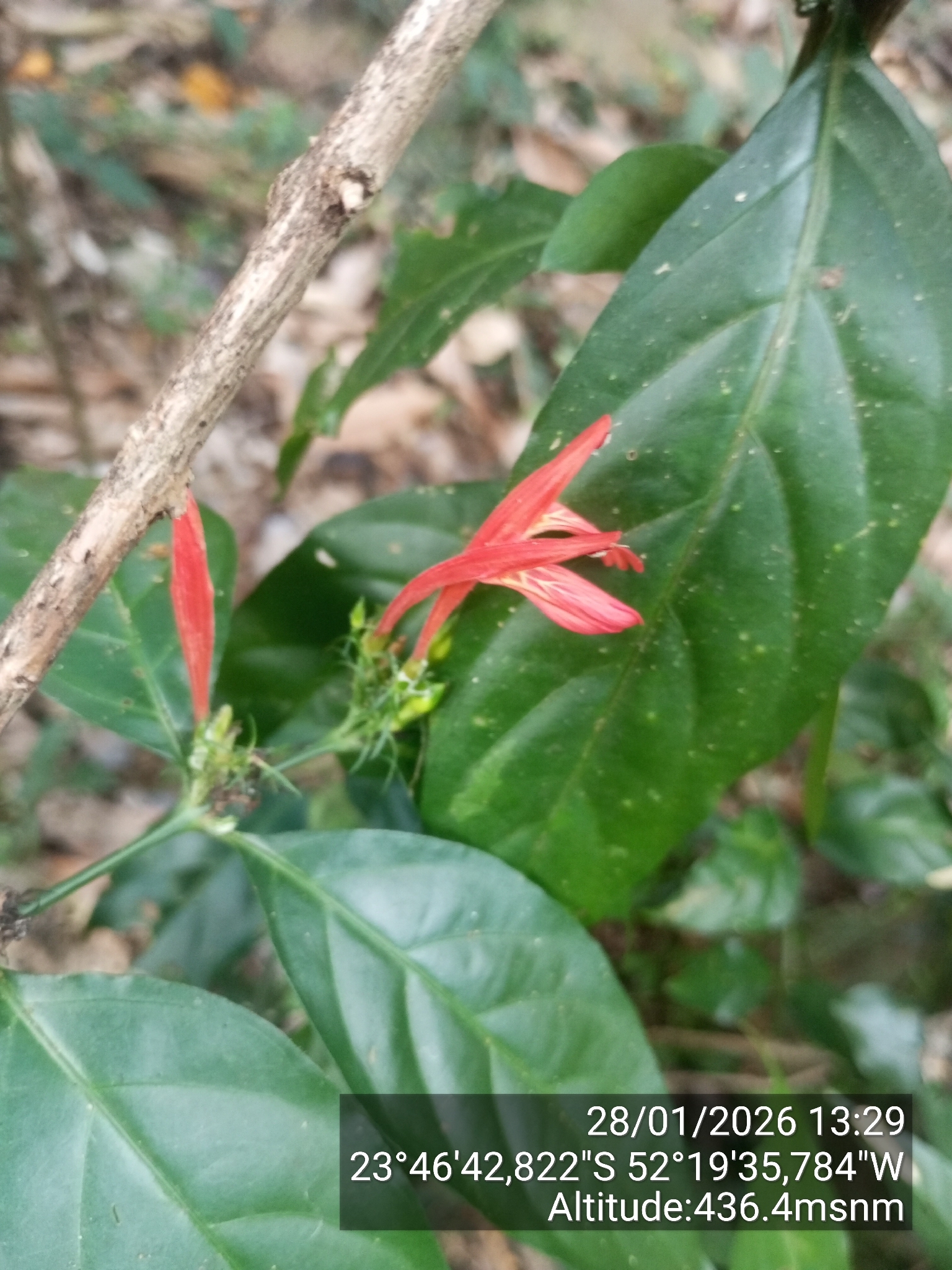 Justicia brasiliana