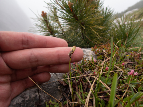 Rock Sedge (Carex rupestris)