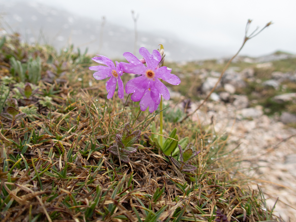 Primula halleri; photograph (c) Nicholas Wei, some rights reserved (CC BY-SA)