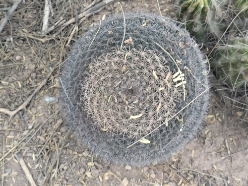 Mammillaria grusonii