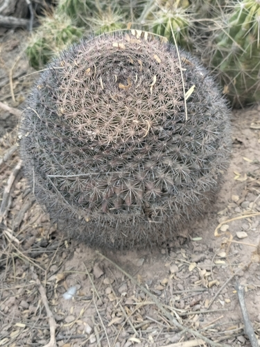Mammillaria grusonii