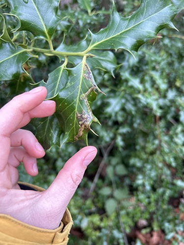 Unknown species found near University of Victoria, Oak Bay, BC, CA