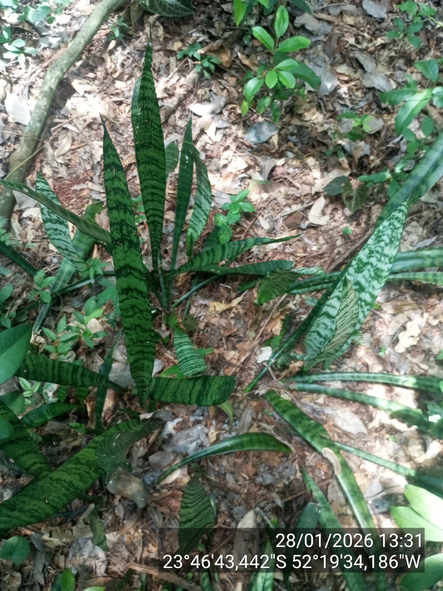 Sansevieria trifasciata